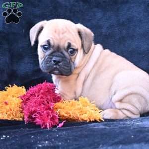 Buddy, Miniature Bulldog Puppy